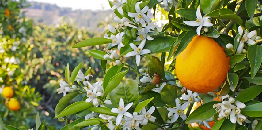 Uçaklı Adana Portakal Çiçeği Festivali Turu İstanbul Havalimanı Hareketli / 2 Gece Otel Konaklaması