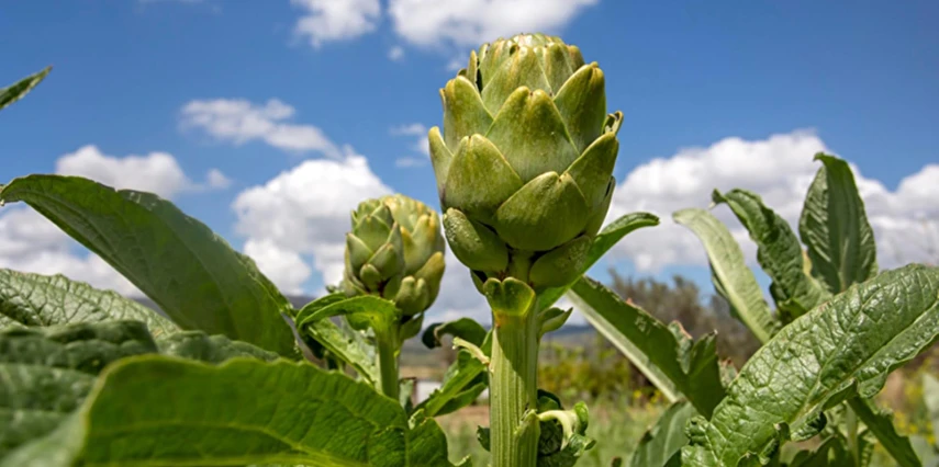 Urla Enginar Festivali Turu / Çeşme Aya Yorgi Hotel By T / 2 Gece Otel Konaklaması İstanbul Bursa Çıkışlı