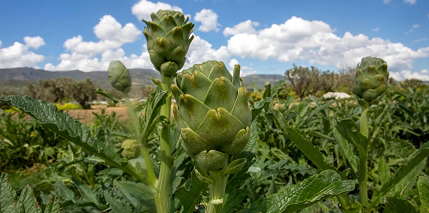 Urla Enginar Festivali Turu / Enki Spinoza Thermal Resort Hotel 2 Gece Otel Konaklaması İstanbul Bursa Çıkışlı