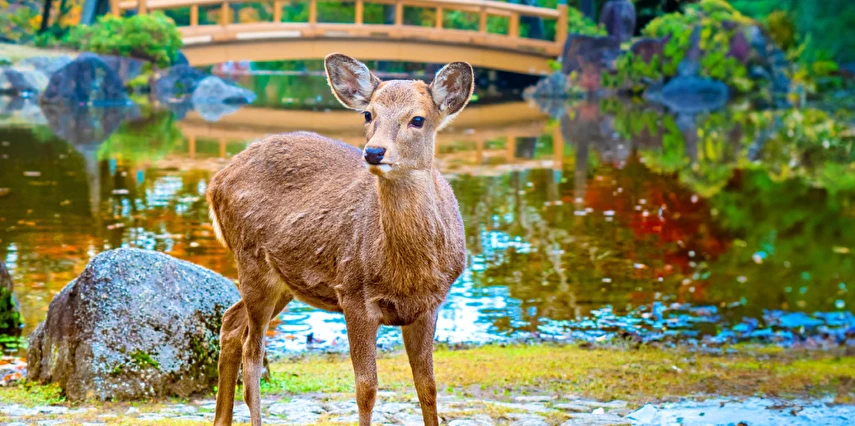 Uzak Doğu'nun Çiçeği ve Güneşi Güney Kore Japonya Turu Thy ile 9 Gece 11 Gün ICN-HND