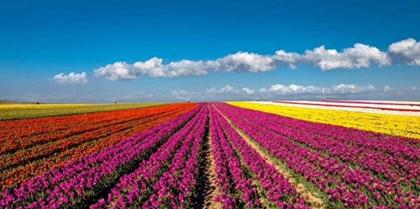 Yüksek Hızlı Tren ile Konya Çatalhöyük Lale Bahçeleri Turu / 1 Gece Otel Konaklaması