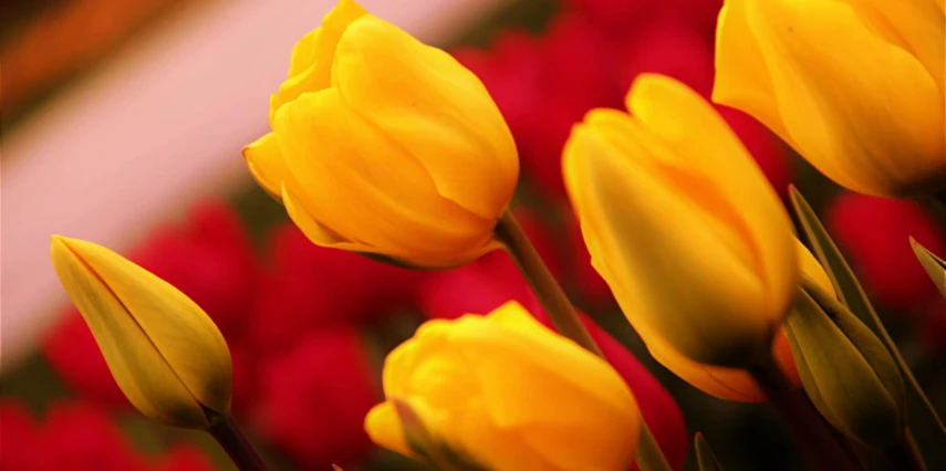 Yüksek Hızlı Tren ile Konya Çatalhöyük Lale Bahçeleri Turu / 1 Gece Otel Konaklaması