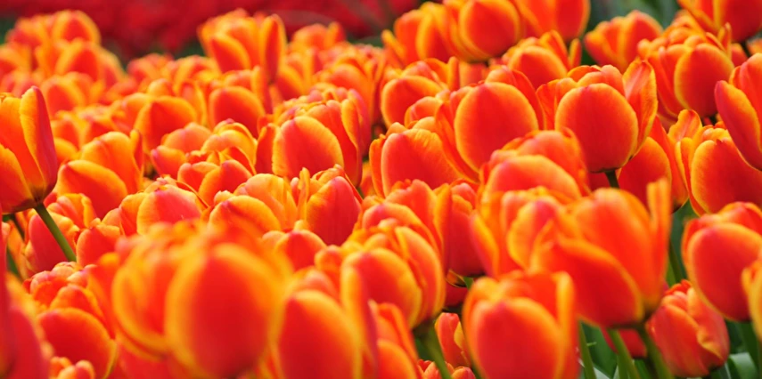 Yüksek Hızlı Tren ile Konya Çatalhöyük Lale Bahçeleri Turu / 1 Gece Otel Konaklaması