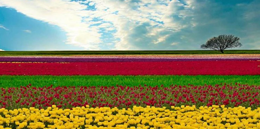 Yüksek Hızlı Tren ile Konya Çatalhöyük Lale Bahçeleri Turu / 1 Gece Otel Konaklaması