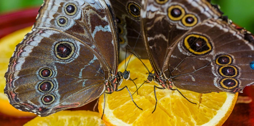 Yüksek Hızlı Tren ile Konya Çatalhöyük Lale Bahçeleri Turu / 1 Gece Otel Konaklaması